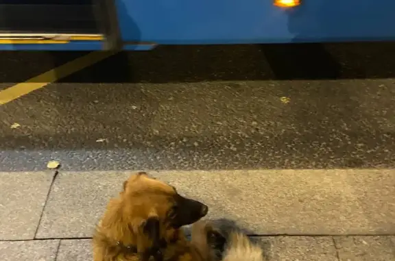 Найдена собака с ошейником на Новой площади, Москва