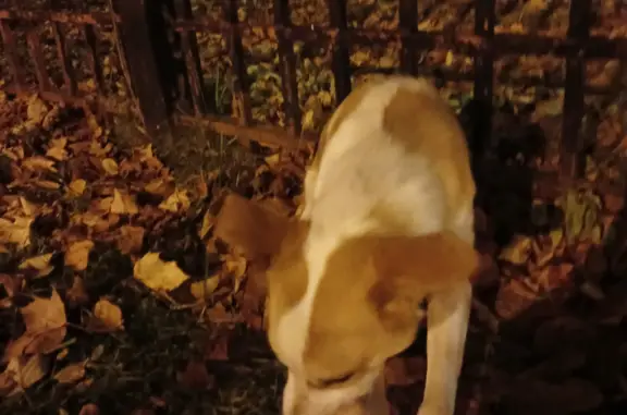 Собака Кобель найдена около школы Алые паруса на ул. Николая Сироткина