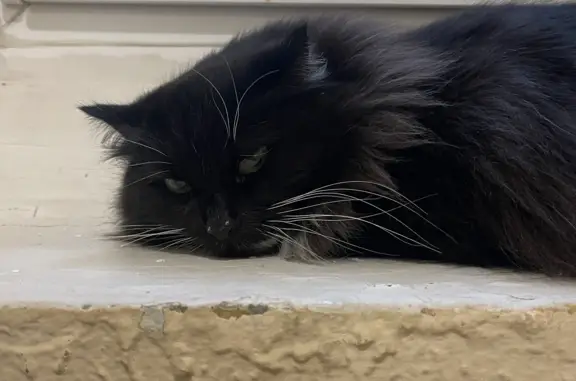 Найден домашний кот, чёрный окрас, ул. Академика Пилюгина, 26 к1