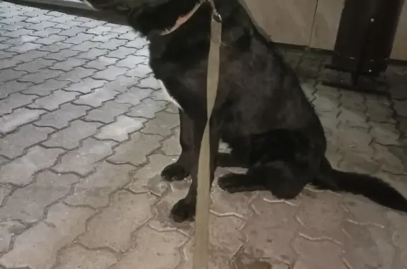 Найдена собака на Институтской ул., Благовещенск