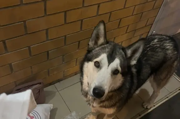 Собака хаски найдена на ул. Сигаева, 10Б, Пермь