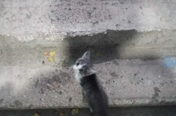 Котёнок серый, Весенняя ул., 26, Кемерово