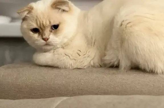 Пропала белая кошка на Ростовском шоссе