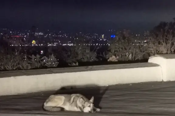 Найдена собака возле памятника 