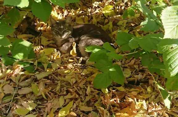 Пропала кастрированная серая кошка в Барнауле, пер. Циолковского, 13