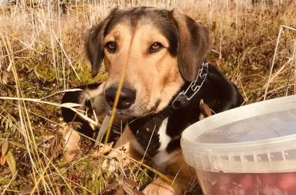 Пропала собака Саламон в Сахалинской области