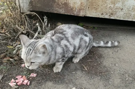 Найдена кошка породы шотландская в Астрахани