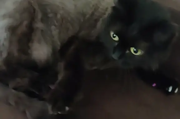 Пропала кошка в Голубом заливе, 11 лет, черная