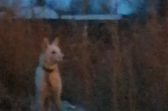 Найдена белая собака, боится, адрес: Шоссейная улица, 46, Канск