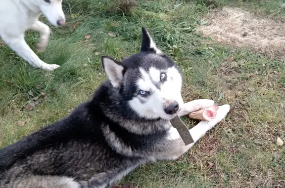 Найдена собака хаска с ошейником в Московской области