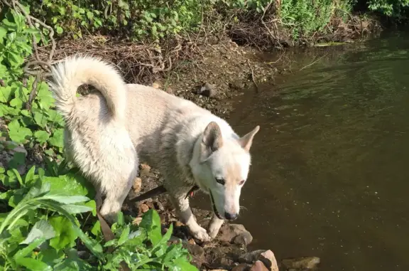 Пропала белая собака в Годуново, Владимирская область