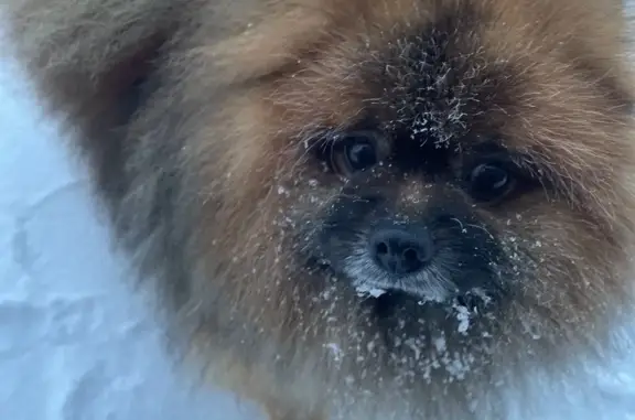 Пропала собака Шпик в Богашёво, Томская обл.