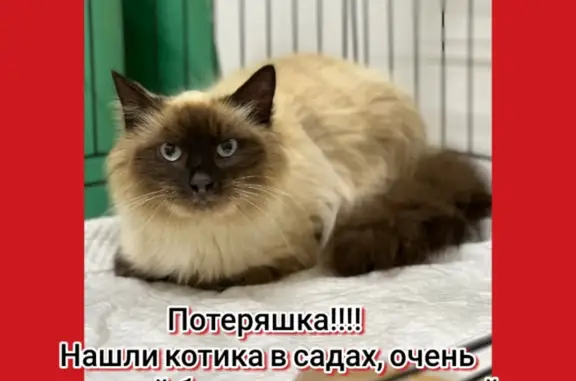 Найдена кошка на 5-й улице Сусанина, Иваново
