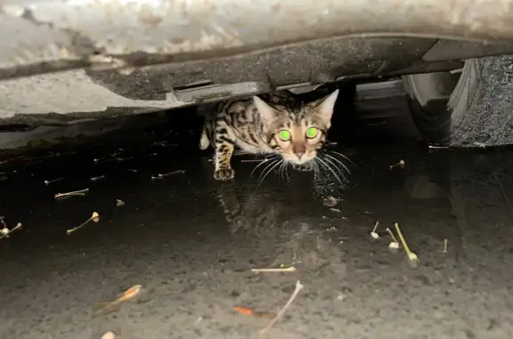 Найдена кошка породы бенгальская на парковке, ул. Писарева, 112, Новосибирск