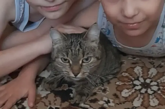 Пропала стерилизованная кошка Буся, ул. Ватутина, 79А, Первоуральск
