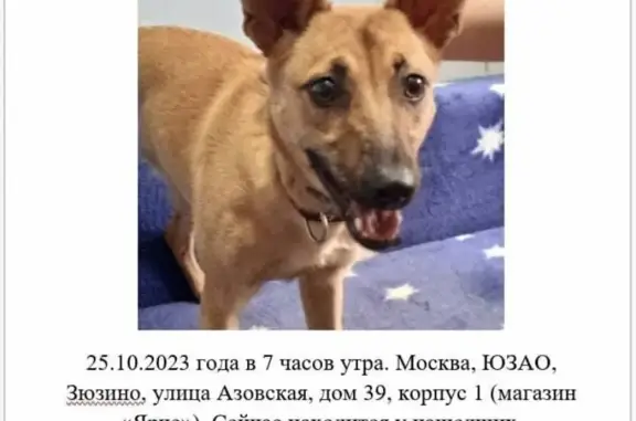 Найдена собака на Азовской улице, Москва