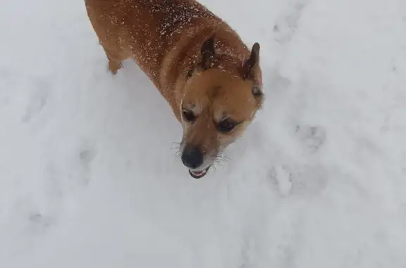 Собаки потеряшки, Санкт-Петербург, фото: Потеряшка собака Лола на пр. Маршака, СПб