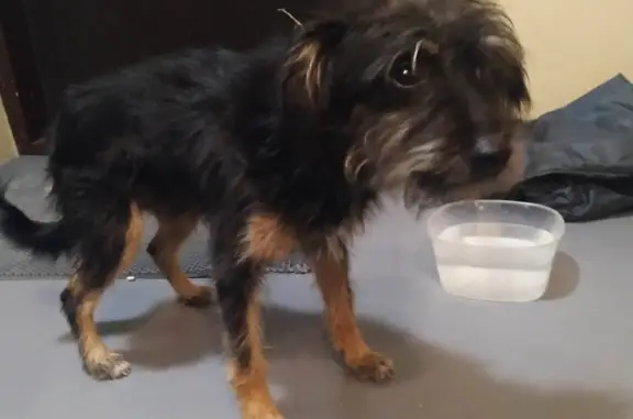 Найдена собака, Ульяновск, фото: Собака найдена: Мелкий кобель с ошейником в Ульяновске