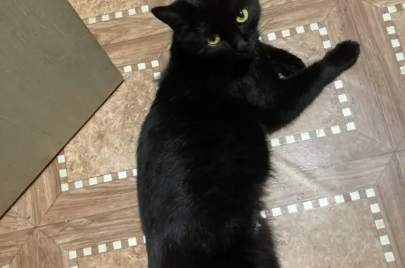 Пропала черная кошка с выбритым животом и шрамом, требуется помощь!