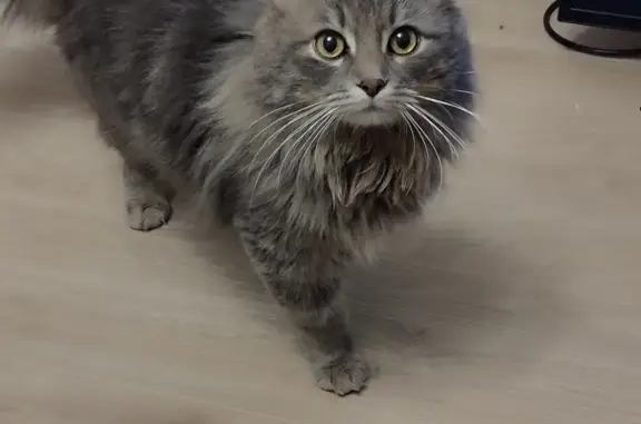 Пропала кошка на ул. Патриса Лумумбы, 206, Майкоп