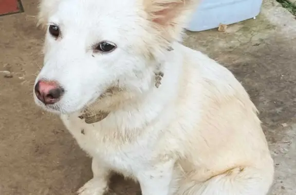 Собака Белого окраса ищет хозяев в Шатово