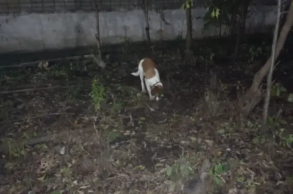 Найдена собака Мальчик на Велижской улице, 29, Иваново