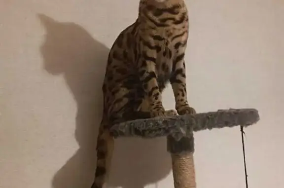 Кошки потеряшки, Санкт-Петербург, фото: Потеряшка кот, бенгальской породы. Гражданский проспект, 124 к3, СПб.