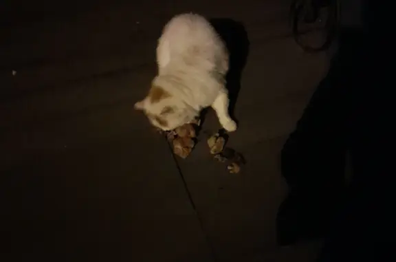 Найдена бело-рыжая кошка на Павшинском бульваре