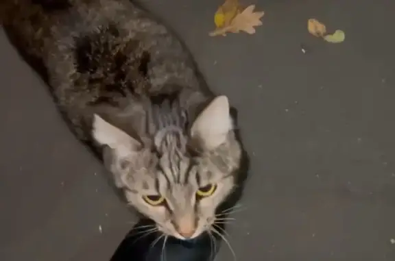Найдена кошка Котик полосатик, Москва, Можайский переулок 3