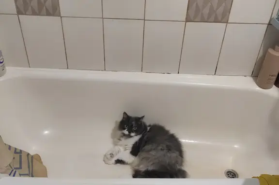 Кошки потеряшки, Санкт-Петербург, фото: Потеряшка кошка, Серебристый бульвар 27 к2, СПб