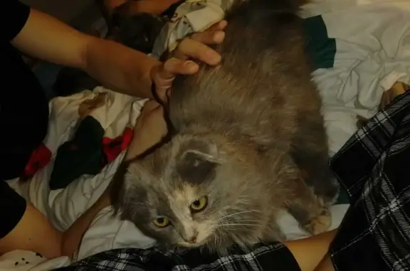 Найдена кошка на остановке, г. Сухой Лог
