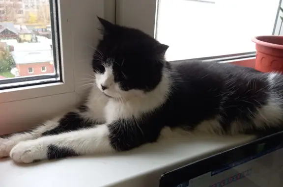 Найден молодой черно-белый кот, ул. Кирова, 225, Новосибирск