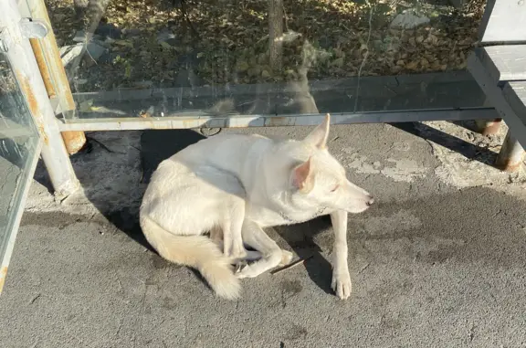 Найдена собака 27.10.2023 на остановке Бурачка, Владивосток