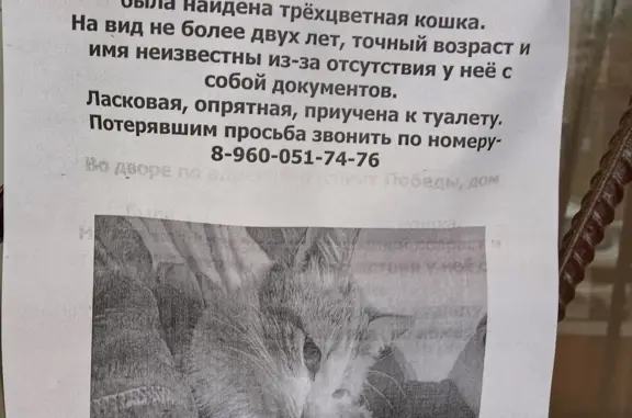 Найдена кошка на пр-т Победы, 186