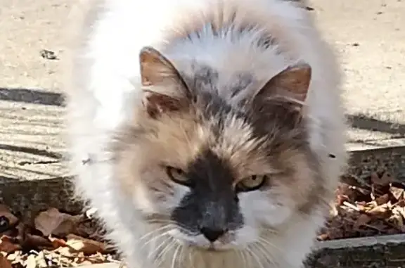 Найдена худая и ласковая кошка на Вересковой, 46