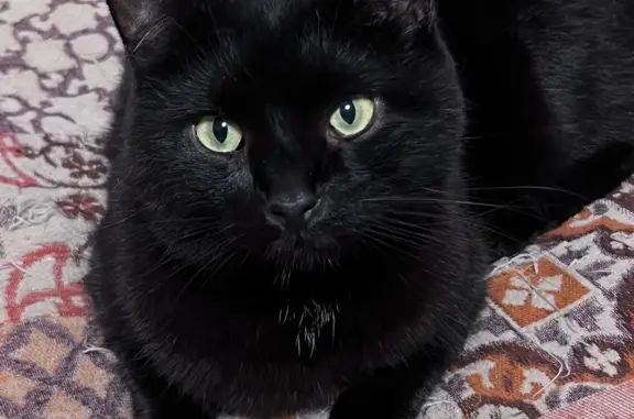 Кошки потеряшки, Санкт-Петербург, фото: Потеряшка кошка Черный кот, ул. Народная, 96, СПб