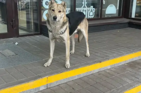 Потерянная собака возле Московского шоссе, 2Ж, Тула