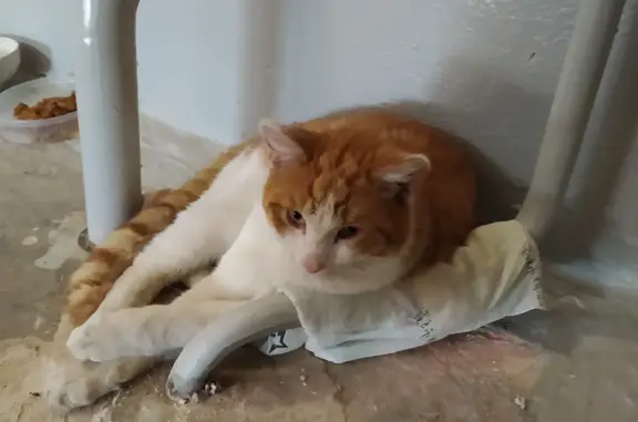 Найден бело-рыжий котик на ул. Свободы, 19, Кемерово