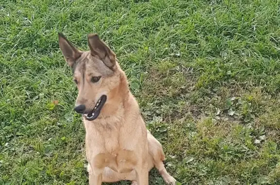 Пропала собака, ищем в Каримово, Костромская область