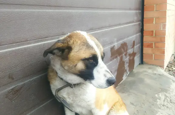 Собака найдена на ул. Можайского, 17, Батайск