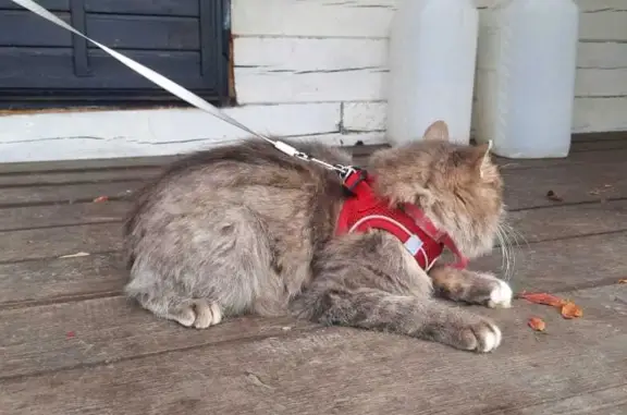 Найдена кошка Шикарная сибирская кошечка в добрые руки