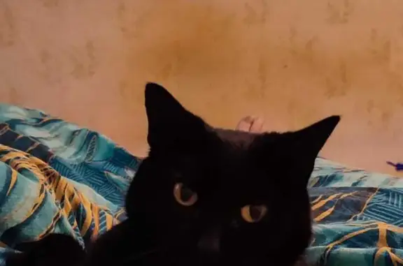 Пропала черная кошка: Комбинатская ул., 36, Тюмень