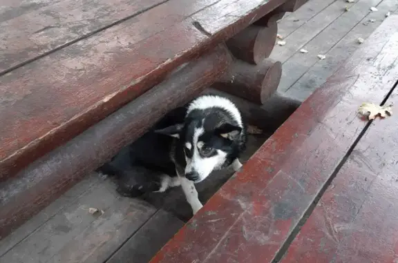 Собака Кобель без ошейника в Парке улица Металлургов, Москва