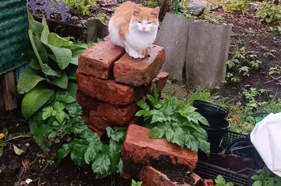 Кошки потеряшки, Санкт-Петербург, фото: Потеряшка кошка Котенок, бело-рыжий, СПб