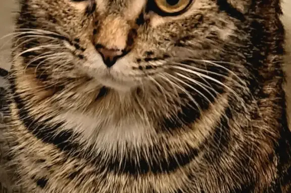 Объявления о пропавших и найденных животных, Москва, фото: Пропала кошка: Абрамцевская ул., 24, Москва