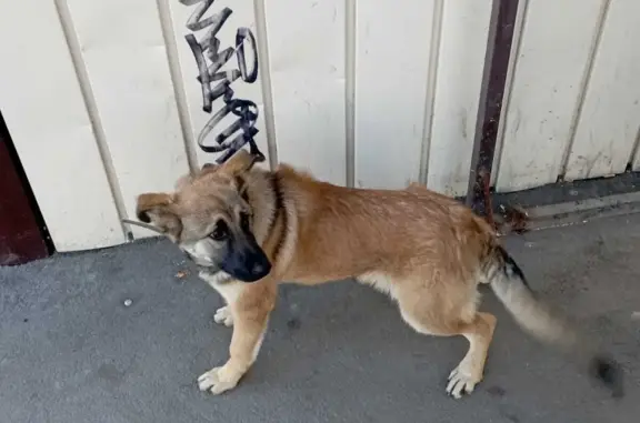 Пропала собака в Бердске, Новосибирская обл.