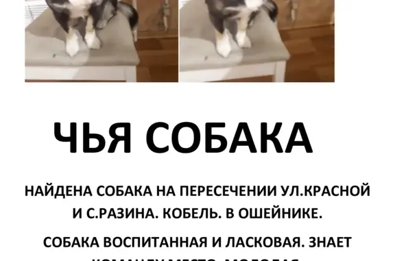 Найдена собака на пересечении Красной и С.Разина, Калининград