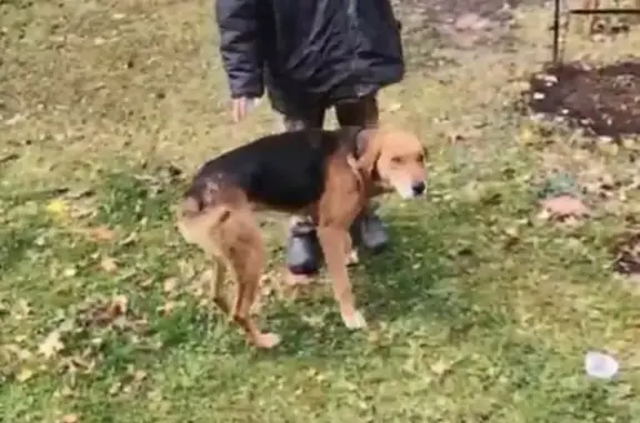 Собака русской гончей найдена в Кутуковском поселении, Рязанская область