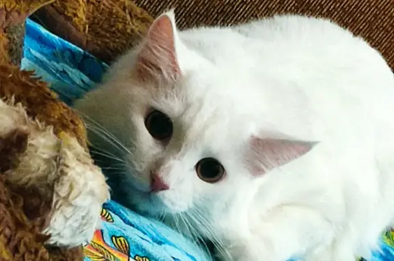 Пропала белая кошка на пр. Гагарина, 6-я линия, Златоуст