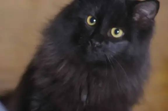 Пропала черная кошка, бульвар Энгельса, 14, Волгоград